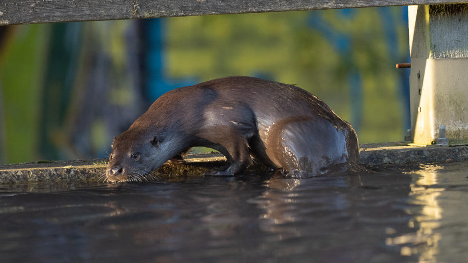 16 9 Events canal walks 2 otter